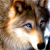 :iconwolvesden: