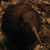 :iconwolveseer: