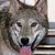 :iconwolvesndragons: