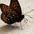 :iconwolvesofthenewmoon: