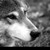 :iconwolvesrockin: