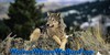:iconwolvewherewerunfree: