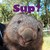 :iconwombat-girl: