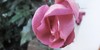 :iconwonder-artists: