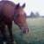 :iconwonderfilly:
