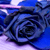 :iconwonderlandphotograph: