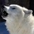 :iconwonkywerewolf: