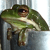 :iconWoodland-Gnome: