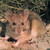 :iconwoodrat: