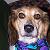:iconwoofville: