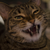 :iconwordstreamer: