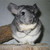:iconwrathofdog: