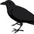 :iconwraths-angel: