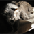 :iconwrenwerky:
