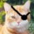 :iconwrestlekitten:
