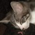 :iconwriterdream: