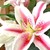 :iconwriterslove85:
