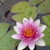 :iconws-scarlet: