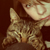 :iconwspower: