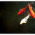 :iconwttrya002: