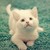 :iconwuannie: