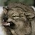 :iconWulfGrrl12: