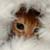 :iconwulfila: