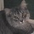 :iconwulfwinter: