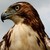 :iconwvhawkvw: