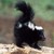:iconwwwildog1: