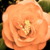 :iconwynter-x: