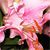 :iconwynterskye: