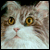 :iconwyrdnwild:
