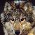:iconwyvernchick: