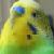 :iconx0xpokeyx0x: