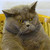 :iconx3non36: