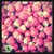 :iconx-chocoholique-x: