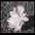 :iconx-creepy-kitty-x: