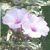 :iconx-deliriumx: