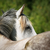 :iconx-equinart-x: