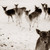 :iconx-jerrybean: