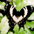 :iconx-kat-x: