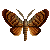 :iconx-malaria: