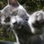 :iconx-miaou-x: