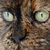 :iconx-mrgoldfish-x: