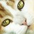 :iconx-origamihearts-x: