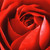 :iconx-passion4life-x: