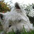 :iconx-rustyhalo-x: