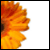 :iconx-shae: