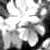 :iconx-thebasicflaw-x: